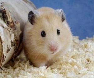 yapboz Hamster, kullanılan kemirgen hayvanlar ve Laboratuvar hayvanlarının